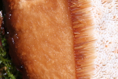 Amylocystis lapponica