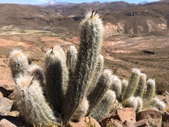 Oreocereus leucotrichus