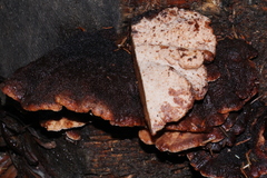 Amylocystis lapponica