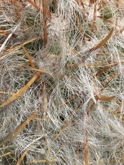 Oreocereus leucotrichus