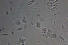 Amylocystis lapponica