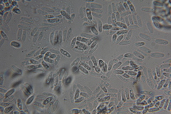 Amylocystis lapponica