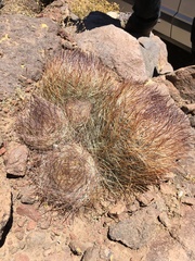 Oreocereus australis