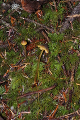 Mycena aurantiomarginata