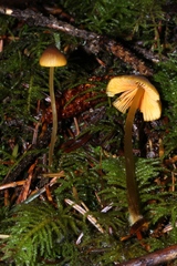 Mycena aurantiomarginata