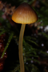 Mycena aurantiomarginata