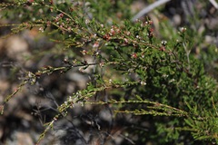 Micromyrtus sessilis