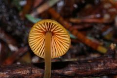 Mycena aurantiomarginata
