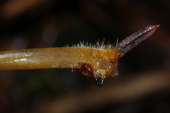 Mycena aurantiomarginata