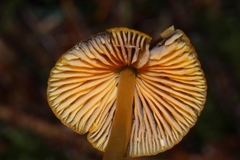Mycena aurantiomarginata