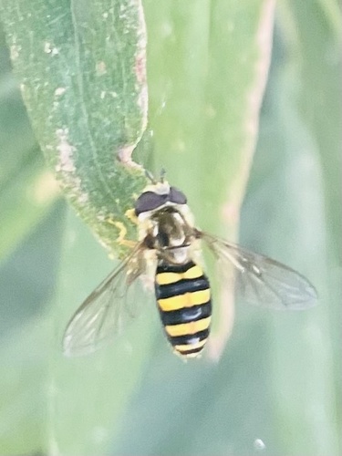 Unknown species found near Field Museum, Chicago, IL, US