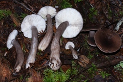 Lactarius pseudomucidus