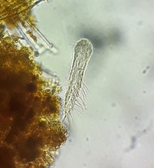 Chaetonotus