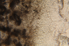 Lactarius pseudomucidus