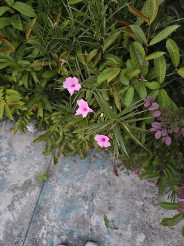 Mexican Ruellia
