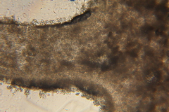 Lactarius pseudomucidus