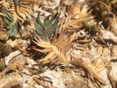 Distichlis humilis