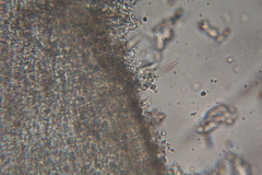 Lactarius pseudomucidus