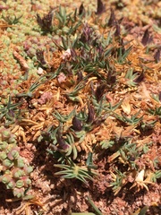 Distichlis humilis