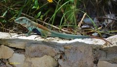 Aspidoscelis motaguae