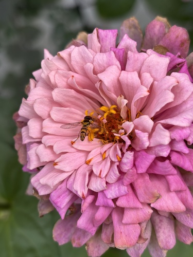 Unknown species found near S 136th St, Omaha, NE, US