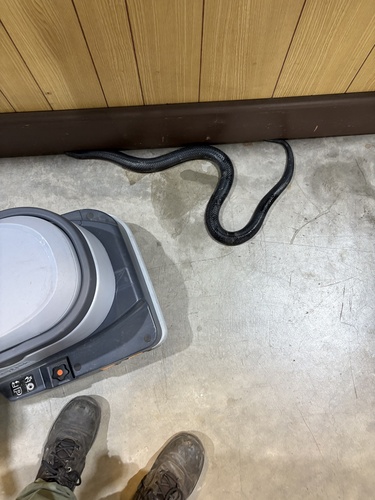 Red-bellied Black Snake sighting