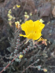 Balbisia microphylla