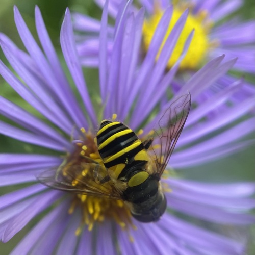 Unknown species found near Eloise Butler Wildflower Garden and Bird Sanctuary, Minneapolis, MN, US