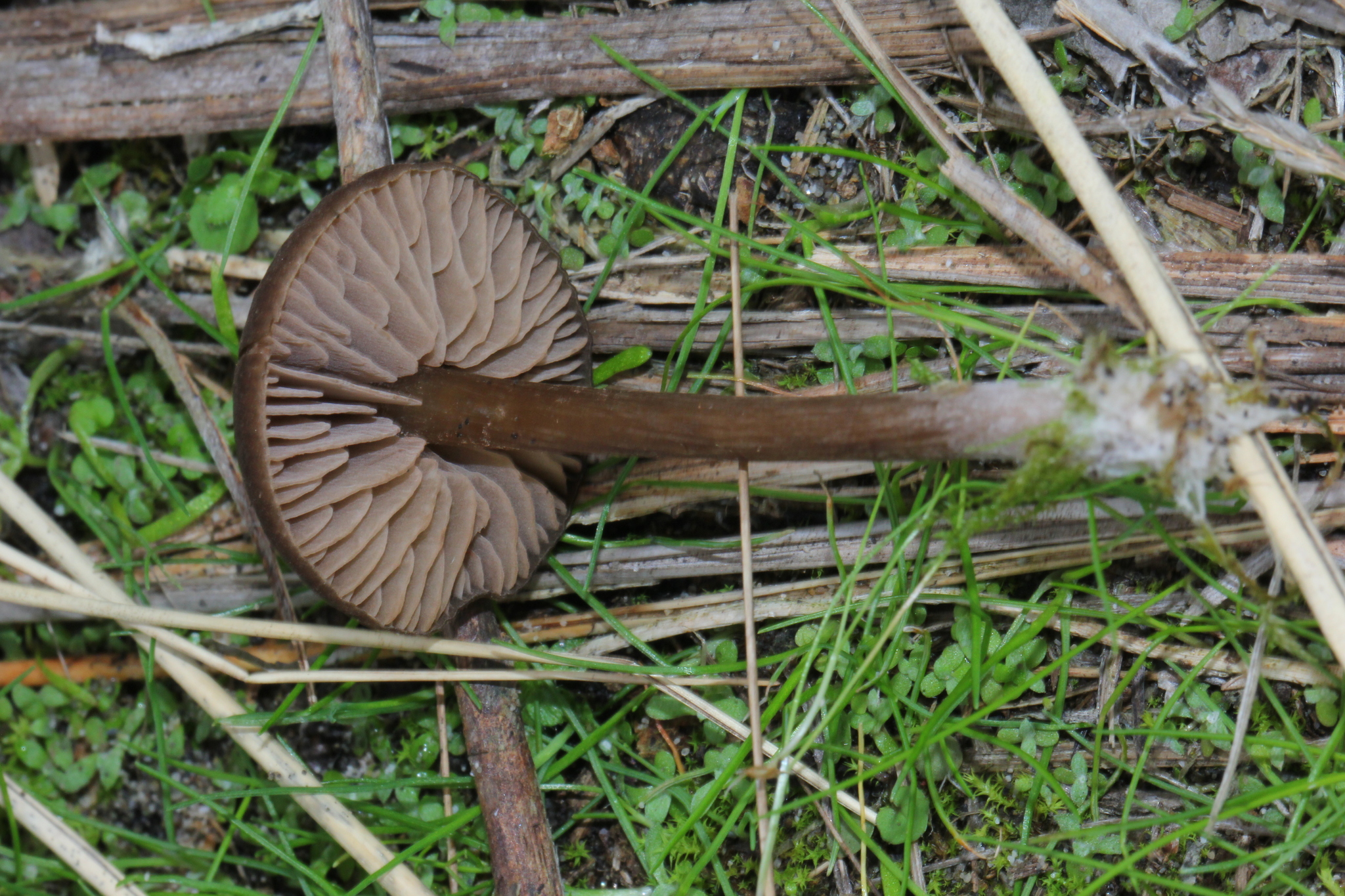 Entoloma vernum image