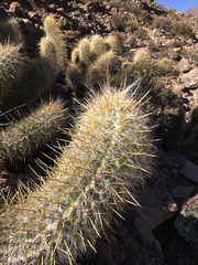 Oreocereus leucotrichus