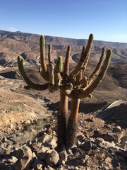 Browningia candelaris