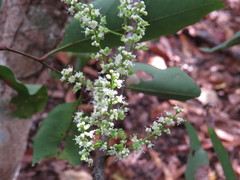 Guioa acutifolia