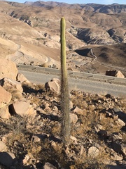 Browningia candelaris