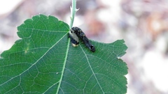 Thyatira batis formosicola