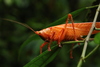 Katydids, Crickets, and Allies - Photo (c) carlosnieves, some rights reserved (CC BY-NC), uploaded by carlosnieves