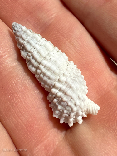 Rhinoclavis gemmata observed 2025-07-25
