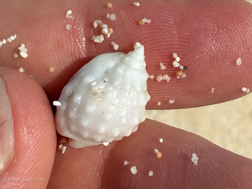 Nassarius granifer observed 2025-07-25