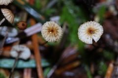 Crinipellis piceae