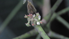 Melicope semecarpifolia