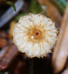 Crinipellis piceae
