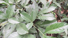 Melicope semecarpifolia