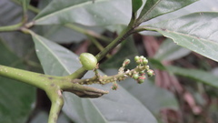 Melicope semecarpifolia