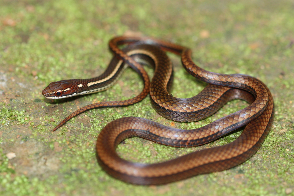 Adorned Graceful Brown Snake