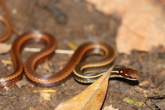 Adorned Graceful Brown Snake photo 2