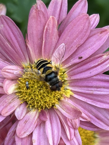 Unknown species found near Stearns County, US-MN, US