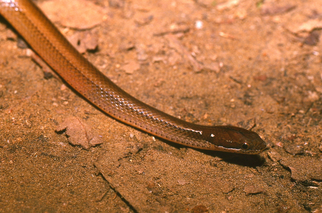 Adorned Graceful Brown Snake