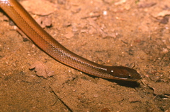 Adorned Graceful Brown Snake photo 3