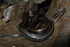 Adorned Graceful Brown Snake photo 4