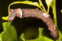 Serrodes mediopallens