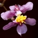 Oncidium sotoanum - Photo (c) Averater, some rights reserved (CC BY-SA)
